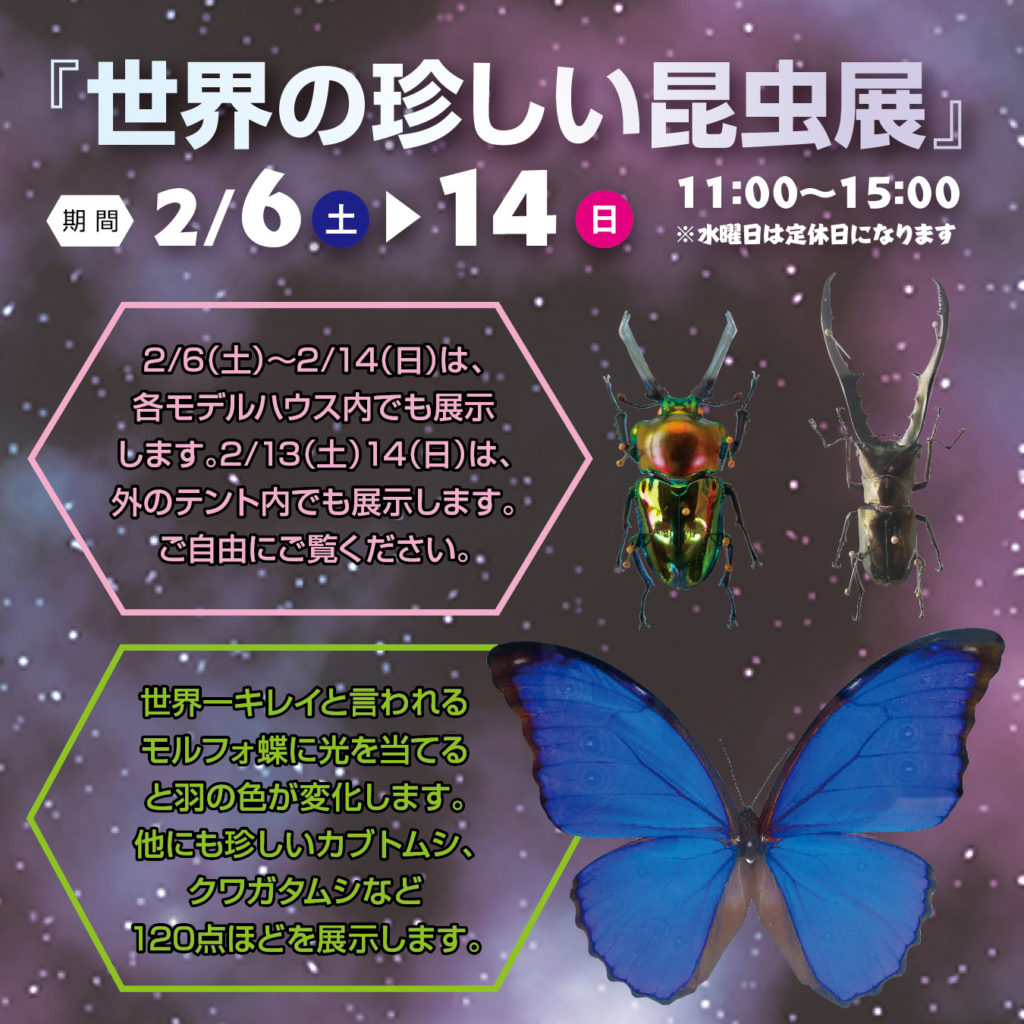 津山イーストランド住宅展示場で、2/6（土）～2/14（日）世界の珍しい昆虫展は、各モデルハウス内でも展示します。また2/13（土）14（日）は外の特設会場でも展示しますので、ご自由にご覧下さい🐜🐝
世界一キレイと言われるモルフォ蝶や珍しいカブトムシ・クガタムシなど120点ほど展示します☺