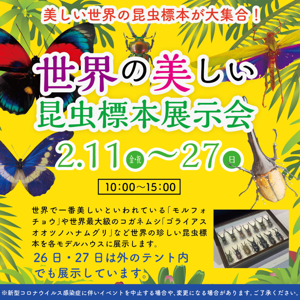 津山イーストランド住宅展示場で、2/11（金・祝）～2/27（日）世界の美しい昆虫標本展示会は、各モデルハウス内でも展示します。また2/26（土）27（日）は外の特設会場でも展示しますので、ご自由にご覧下さい🐜🐝
世界で一番美しいといわれている「モルフォ蝶」や世界最大級のコガネムシ「ゴライアスオオツノハナムグリ」など大集合します☺