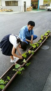 180526　グリーンカーテン１_R